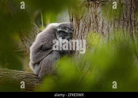 Javan Silvery Gibbon, Hylobates moloch, monkey in the nature forest habitat. Grey gibbon on the tree, Java, Indonesia in Asia.  Wildlife scene from wi Stock Photo