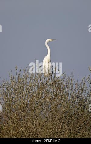 Great Egret perched in a tree at Shapwick Heath Somerset UK Stock Photo