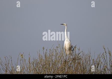 Great Egret perched in a tree at Shapwick Heath Somerset UK Stock Photo