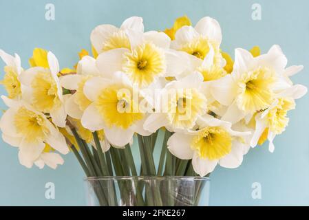 Large-crowned white daffodils with a corrugated crown. This spring flower is one of the earliest. Stock Photo