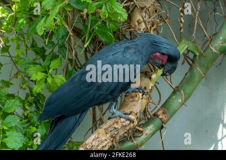 A palm cockatoo (Probosciger aterrimus) eating close up , also known as the goliath or great black cockatoo in Australia Stock Photo