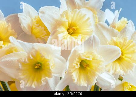 Large-crowned white daffodils with a corrugated crown. This spring flower is one of the earliest. Stock Photo