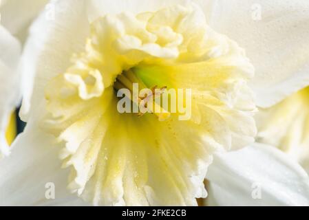 Large-crowned white daffodils with a corrugated crown. This spring flower is one of the earliest. Stock Photo