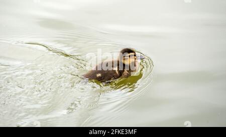 Swimming newly hatched ducklings on the go Stock Photo
