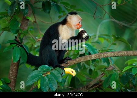 Monkey with banana. Black monkey hidden in the tree branch in the dark tropical forest. White-headed Capuchin, feeding fruits. Animal in nature habita Stock Photo