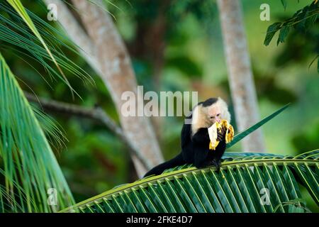 Monkey with banana. Black monkey hidden in the tree branch in the dark tropical forest. White-headed Capuchin, feeding fruits. Animal in nature habita Stock Photo