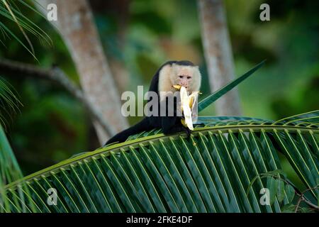 Monkey with banana. Black monkey hidden in the tree branch in the dark tropical forest. White-headed Capuchin, feeding fruits. Animal in nature habita Stock Photo