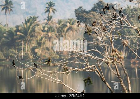Carambolim Lake, Goa, India. The Indian Cormorants Sits On Tree Branches In Sunny Morning. Indian Shag Phalacrocorax Fuscicollis Is A Member Of The Stock Photo