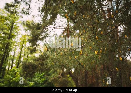 Fresh Small Spring Cones On Pine Tree In Forest Stock Photo