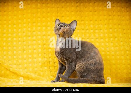 Funny Young Adult Gray Grey Devon Rex Cat On Yellow Plaid Background. Home Sofa. Short-haired Cat Of English Breed. Shorthair Pet Cat Looking Up. Stock Photo