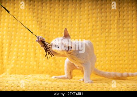 White Devon Rex Kitten Kitty Playing With Feather Toy. Short-haired Cat Of English Breed On Yellow Plaid Background. Shorthair Pet Cat Stock Photo