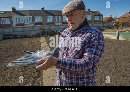 Bob Collin holding racing pigeons in his allotment ,Hartlepool , County Durham, UK Stock Photo