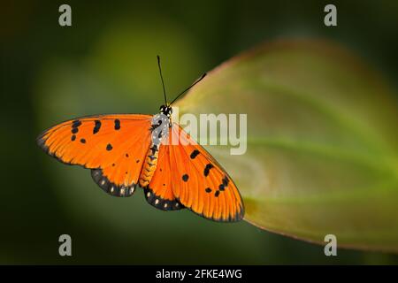Tawny coster, Acraea terpsicore (syn. A. violae) in nature habitat. Nice insect from India in the green forest. Orange butterfly sitting on the green Stock Photo