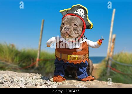 French Bulldog dog dressed up in pirate costume with hat and hook arm standing at beach Stock Photo