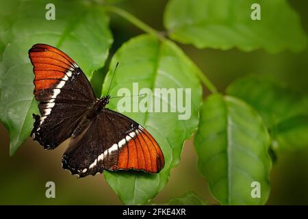 Butterfly Siproeta epaphus, Rusty-tipped Page in the geen nature habitat.  Brown and orange butterfly sitting on the leave in tropic forest. Beautiful Stock Photo