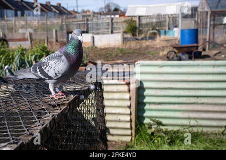 racing pigeon in Hartlepool , County Durham, UK Stock Photo