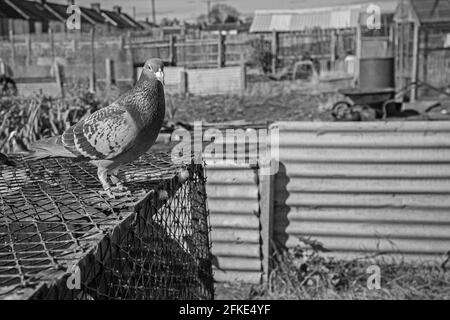 Black and white  racing pigeon in Hartlepool , County Durham, UK Stock Photo