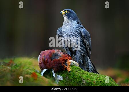Peregrine falcon with caught Pheasant, feeding on killed big bird on the green mossy rock with dark forest in background. Action wildlife feeding scen Stock Photo