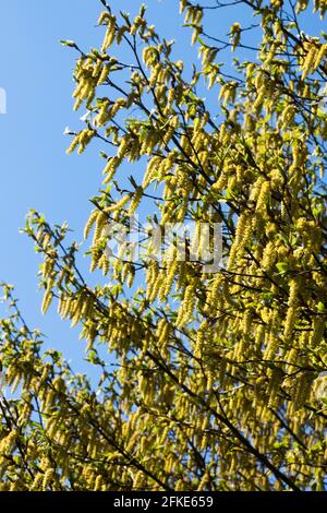 Blooming branches Carpinus betulus fastigiata European hornbeam Stock Photo