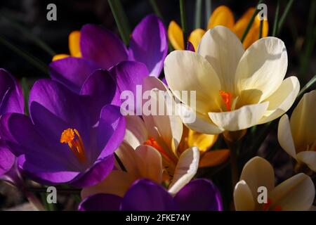 Multi coloured crocus bulbs in flower Stock Photo