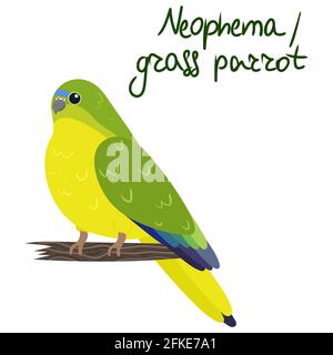 Neophema or grass parrot in cartoon style on white background. Vector hand drawn illustration. Stock Vector