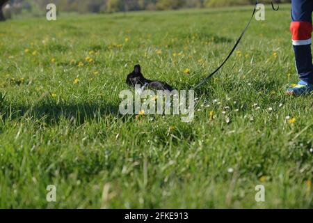 rabbit sits in the flower meadow Stock Photo