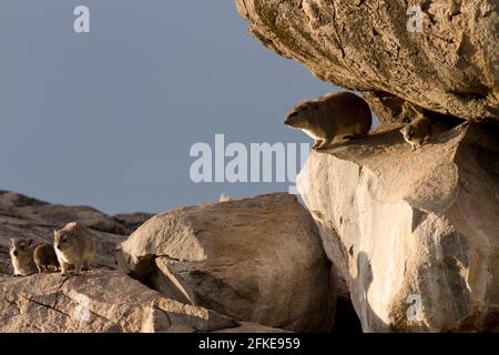 The Bush Hyrax, like all members of the family, have poor body temperature control. They will spend a lot of time heating up in the sunshine Stock Photo