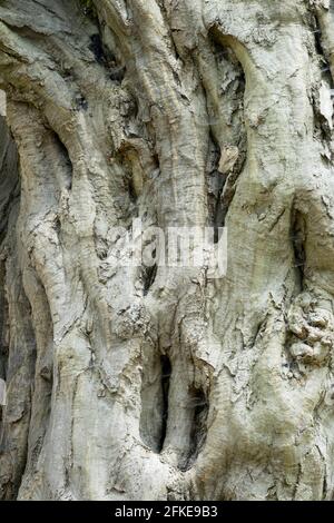 Carpinus betulus Hornbeam old bark Stock Photo