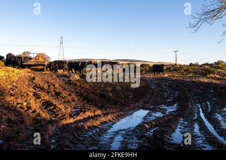 Soil erosion as a result of heavy cattle grazing at a feedlot in a Scottish field in winter Stock Photo