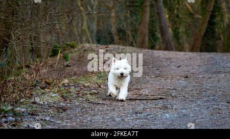A white west highland terrier dog walking along a woodland gravel path in winter Stock Photo