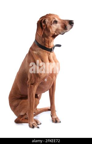 rhodesian ridgeback looking isolated on a white background Stock Photo
