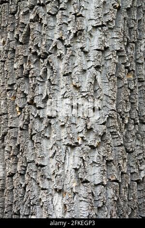 European white elm, fluttering elm, spreading elm, stately elm Ulmus laevis bark Stock Photo