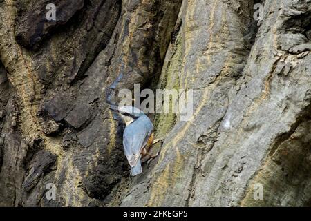 Eurasian nuthatch Wood nuthatch on European hornbeam tree bark, old trunk Stock Photo