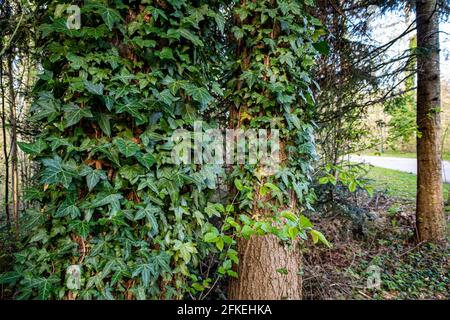 Green ivy leaves climbing on trees in a natural parkland Stock Photo
