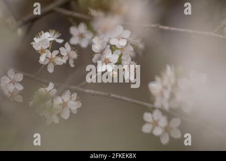 Kyiv, Ukraine, april 2014: Blossom of the Wild Plum in the forest Stock Photo