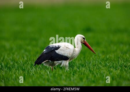 white stork ciconia in a field Stock Photo