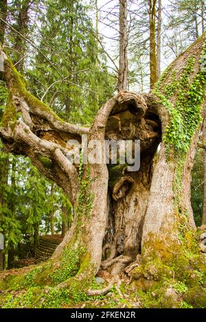 Thousand year old Linden tree, old and big tree Stock Photo