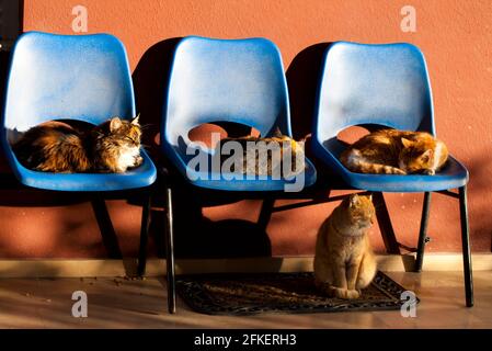 Sweet Animal Cats Sitting on Chairs Photo Stock Photo