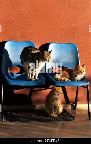 Sweet Animal Cats Sitting on Chairs Photo Stock Photo