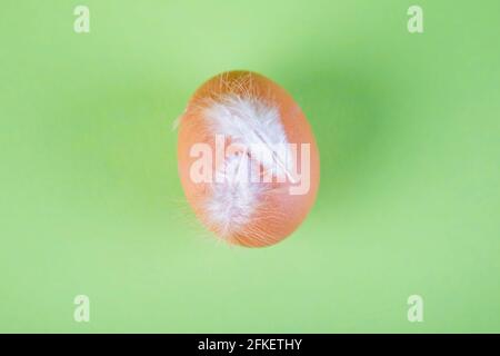 brown chicken egg iwith white feathers on green background Stock Photo