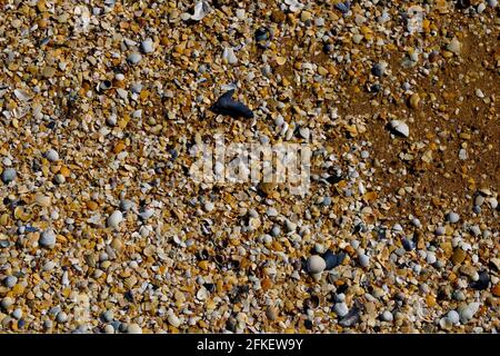 Small seashells on the beach Background of the shell Stock Photo