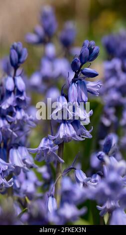Bluebells in an English Woodland Stock Photo