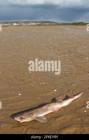 Small-spotted Catshark a.k.a. Lesser Spotted Dogfish (Scyliorhinus canicula), Washed Up Dead On The Beach Near Little Eye, Hilbre Islands, The Wirral Stock Photo