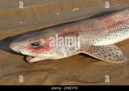 Small-spotted Catshark a.k.a. Lesser Spotted Dogfish (Scyliorhinus canicula), Washed Up Dead On The Beach Near Little Eye, Hilbre Islands, The Wirral Stock Photo