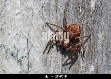 Trochosa terricola Spider On Hilbre Island, Dee Estuary, Wirral, UK Stock Photo