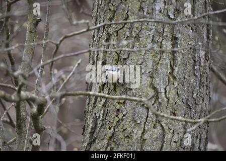 European Nuthatch (Sitta europaea) Gripping Left Side of Large Tree Trunk in Woodland in Mid-Wales in April Stock Photo