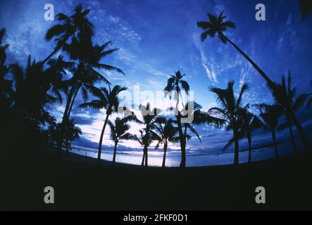 Fiji.  Beach with Coconut palms silhouetted against evening sky.