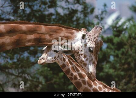 Australia. New South Wales. Sydney. Taronga Zoo. Two Giraffes. Close up. Stock Photo