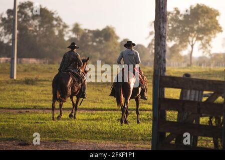 Pantaneiro cowboys riding horses at a fazenda in South Pantanal, Brazil Stock Photo