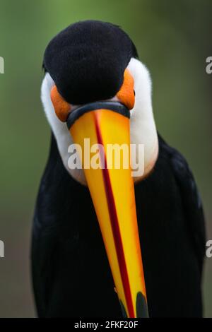 Toco Toucan (Ramphastos toco) portrait, from the Pantanal, Brazil Stock Photo